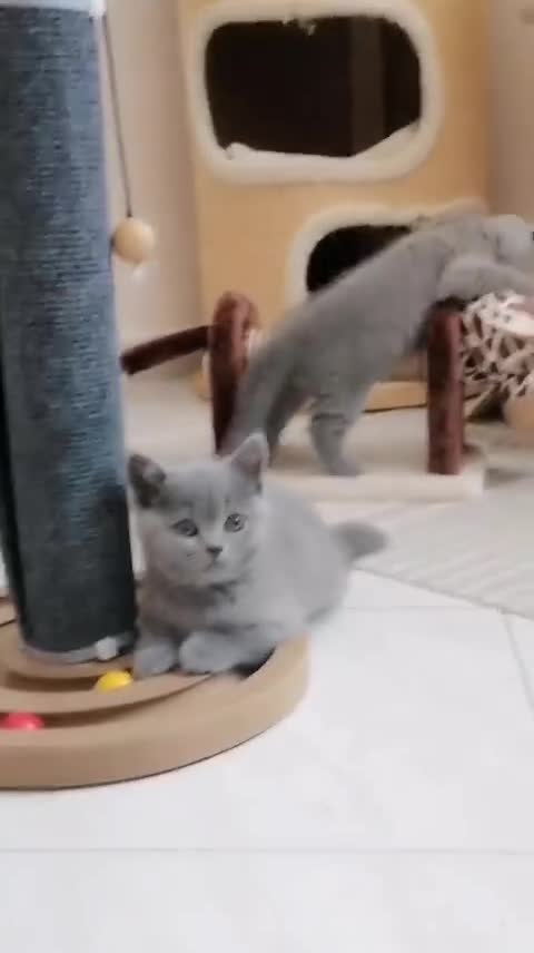 Scottish gatti in vendita: Scottish fold e straight con pedigree - Video 3