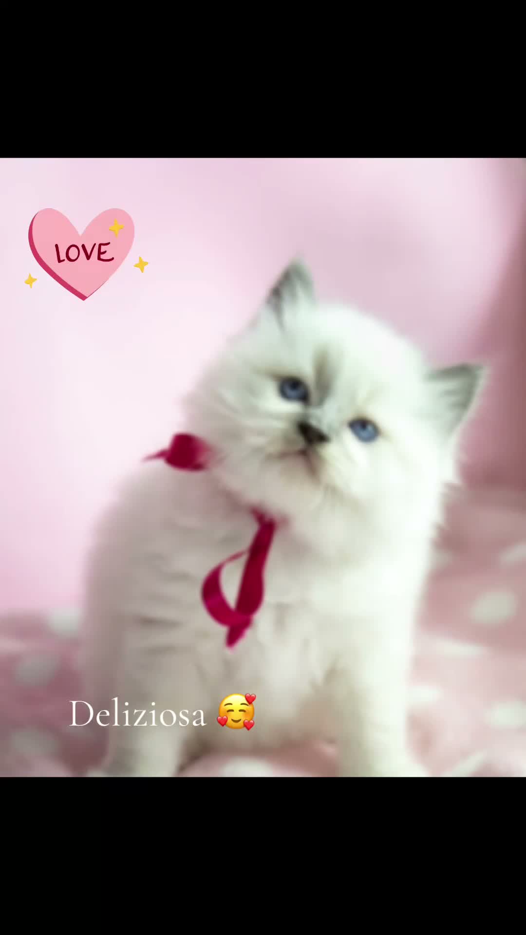 Ragdoll gatti in vendita: Bellissimi cuccioli Ragdoll - Video 2
