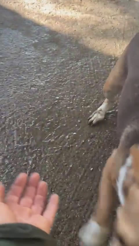 Corgi Pembroke cani in regalo: BALLERINA, SIMIL PODENCO-CORGIE 4 ANNI, 8 KG DI GI a Roma - Video 1