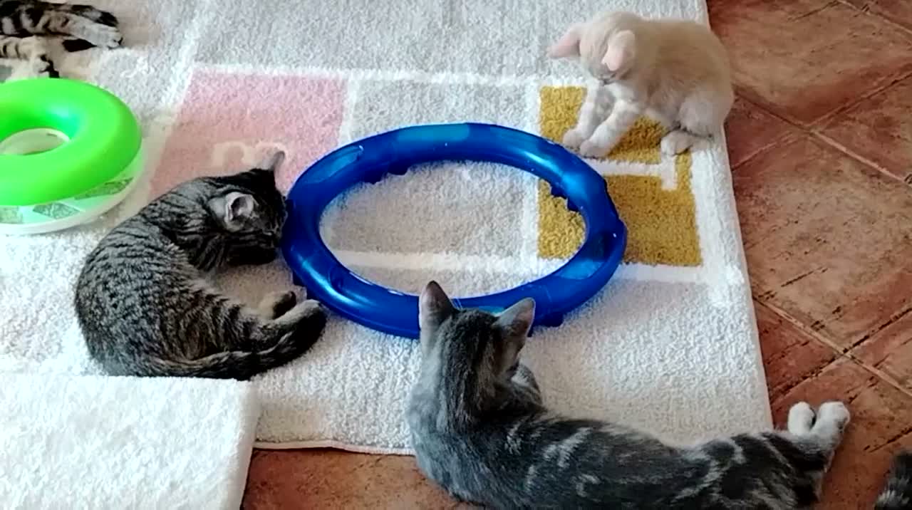Meticcio gatti in regalo: Regalo gattini di 3-4 mesi e di 1 anno e mezzo  a Città metropolitana di Roma Capitale - Video 4