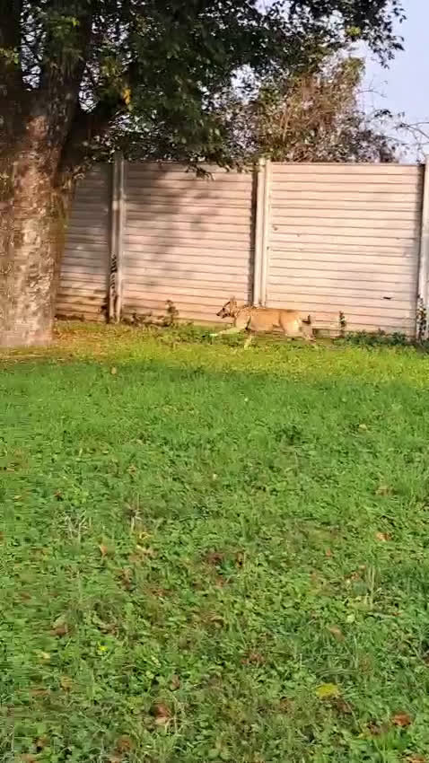 Meticcio cani in regalo: MANUEL DOLCISSIMO CAGNOLINO - Video 1