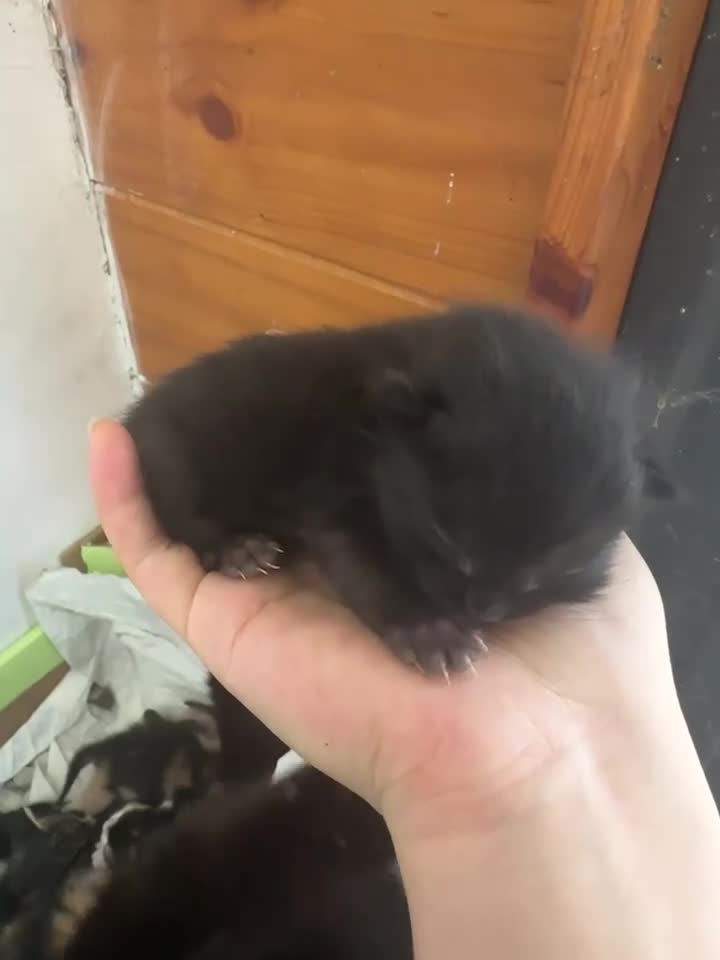 Meticcio gatti in regalo: Gattino nero  a Provincia di Padova - Video 1