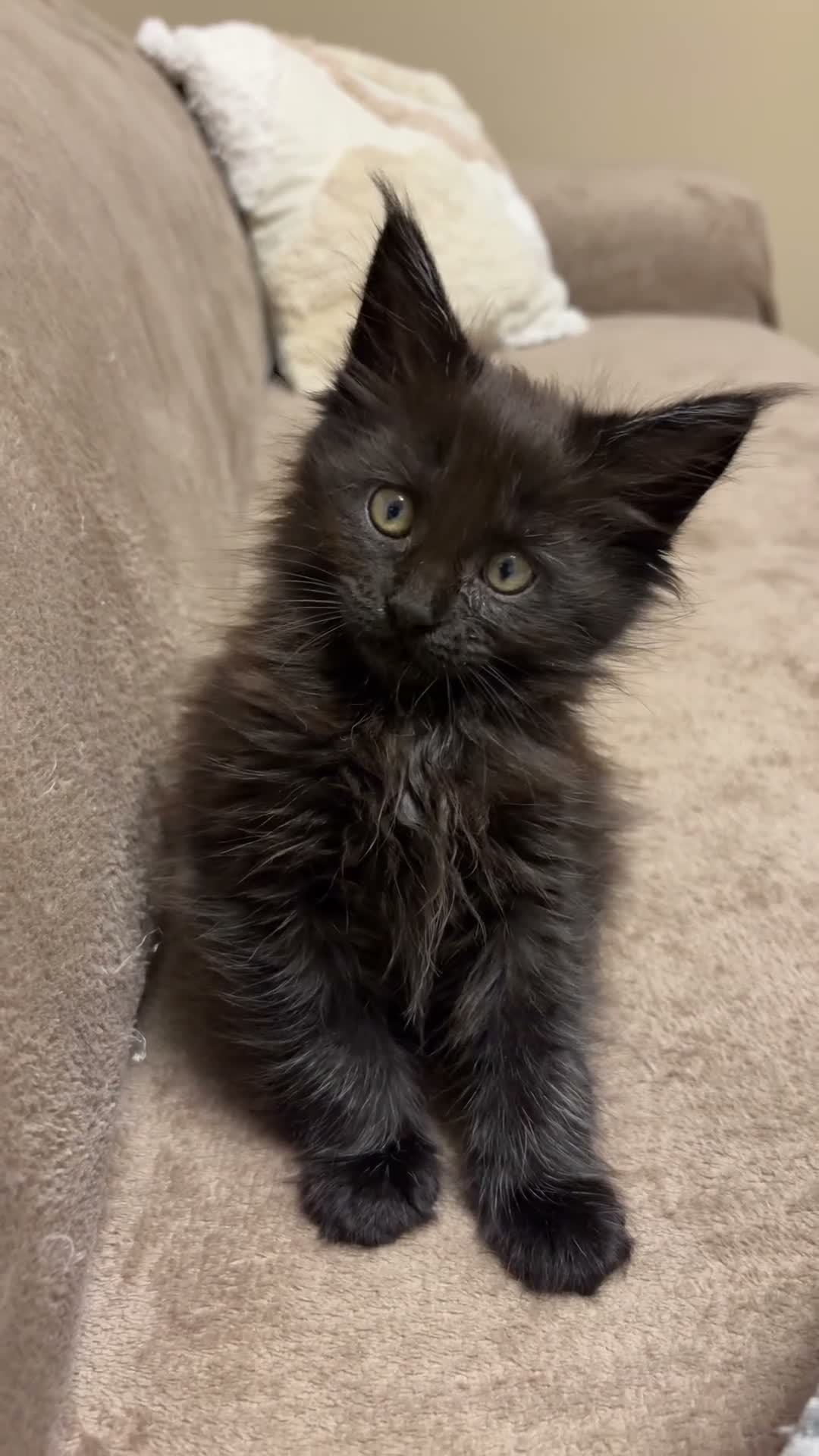 Maine Coon gatti in vendita: Femminucce black con pedigree  - Video 1