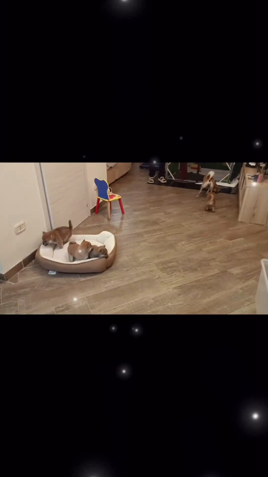 Shiba Inu cani in vendita:  cucciolata di Shiba inu ottima genealogia  - Video 2