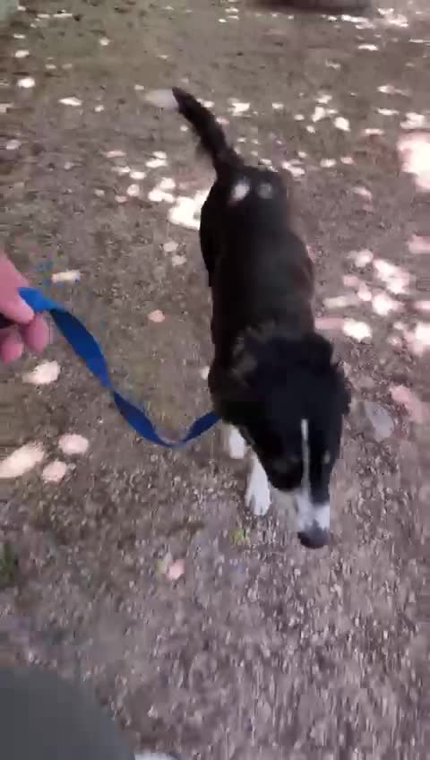 Border Collie cani in regalo: Mila, splendida Border Collie - Video 3