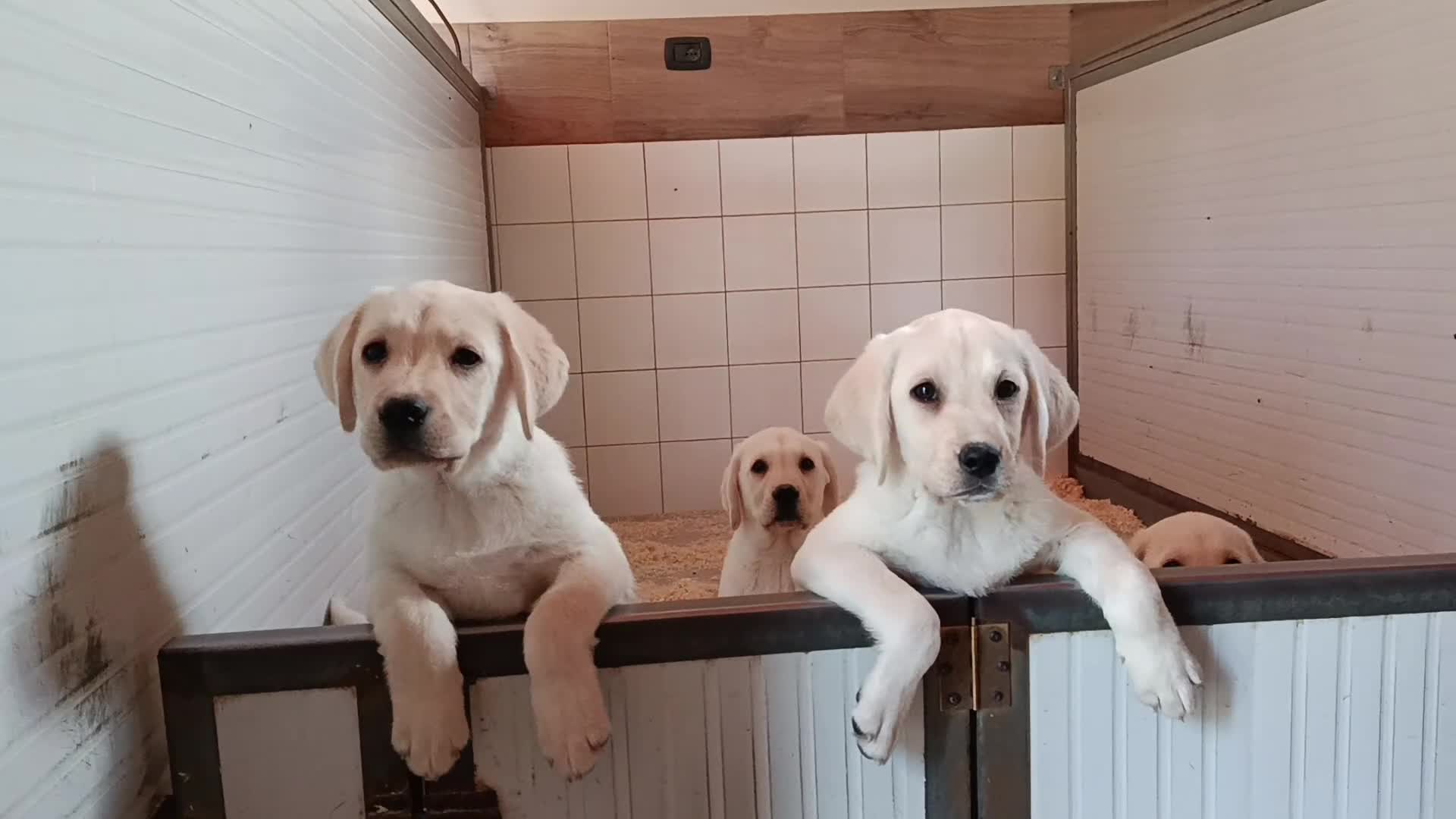 Labrador cani in vendita: Cuccioli Labrador retriever Biondi - Video 1