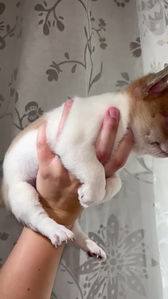 Chihuahua cani in vendita: chihuahua  a Città metropolitana di Milano - Video 3