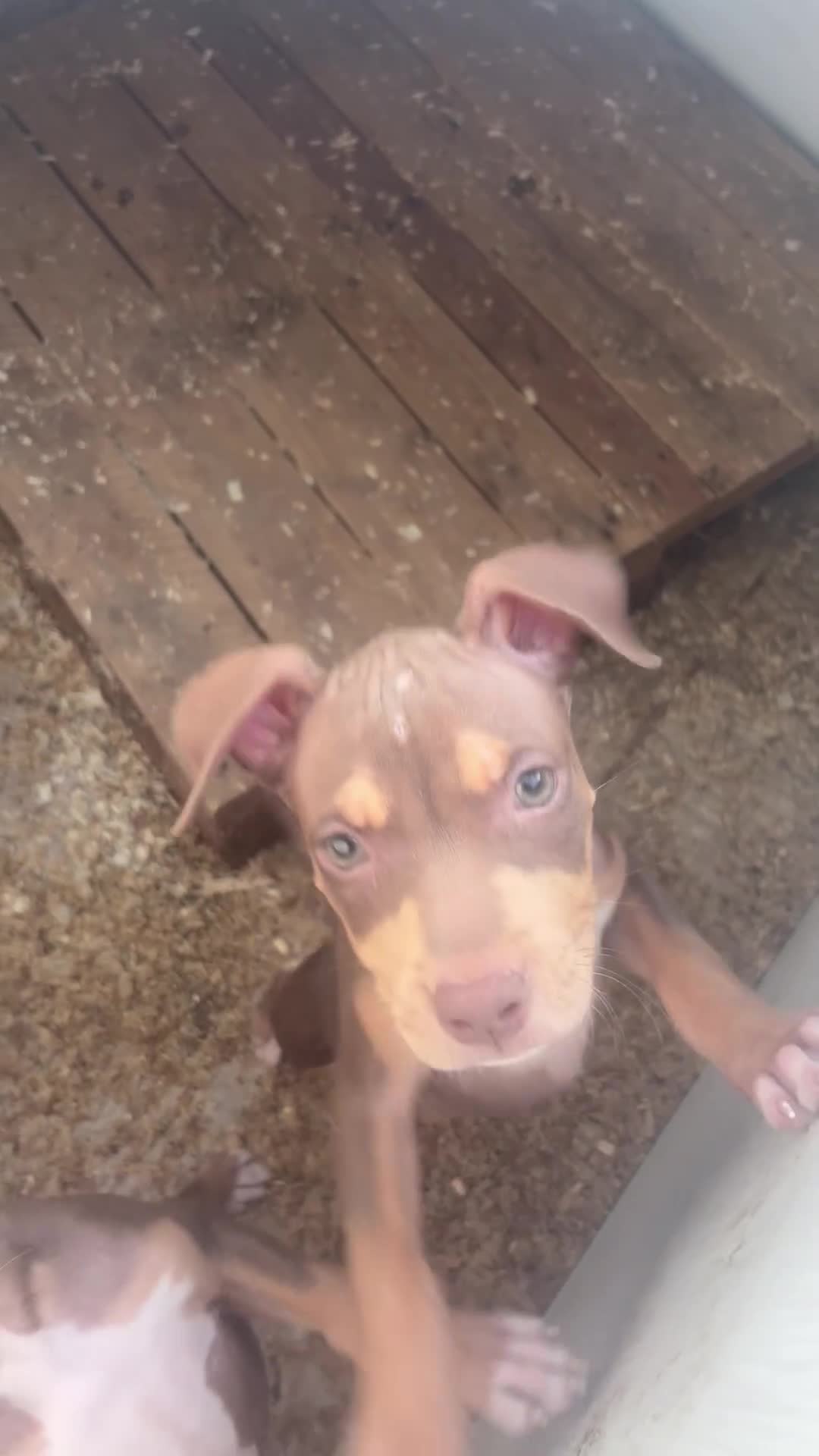 Pitbull cani in vendita: Cuccioli pitbull ukc - Video 1