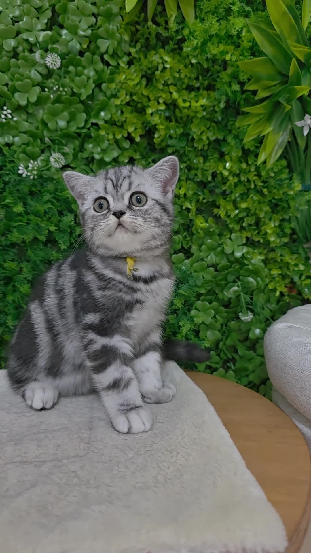 British gatti in vendita: British Shorthair con pedigree  - Video 4