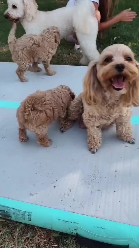 Barboncino cani in vendita: Vendo cuccioli di barboncino nano  - Video 2