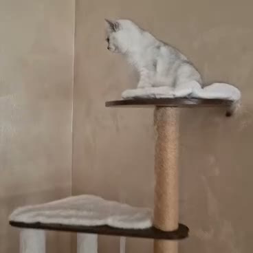 British gatti in vendita: Neve  a Città metropolitana di Milano - Video 1