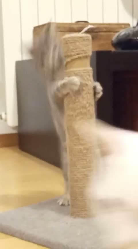 Europeo gatti in regalo: FILIPPO DOLCE GATTINO a Città metropolitana di Roma Capitale - Video 1