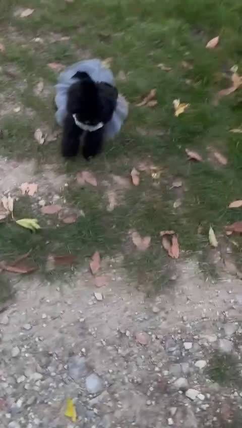 Barboncino Toy cani in vendita: Barboncina piccola toy mini toy nera - Video 1