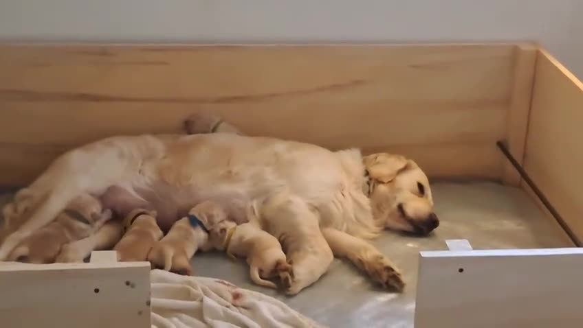 Golden Retriever cani in vendita: Cuccioli di Golden Retriever  - Video 2