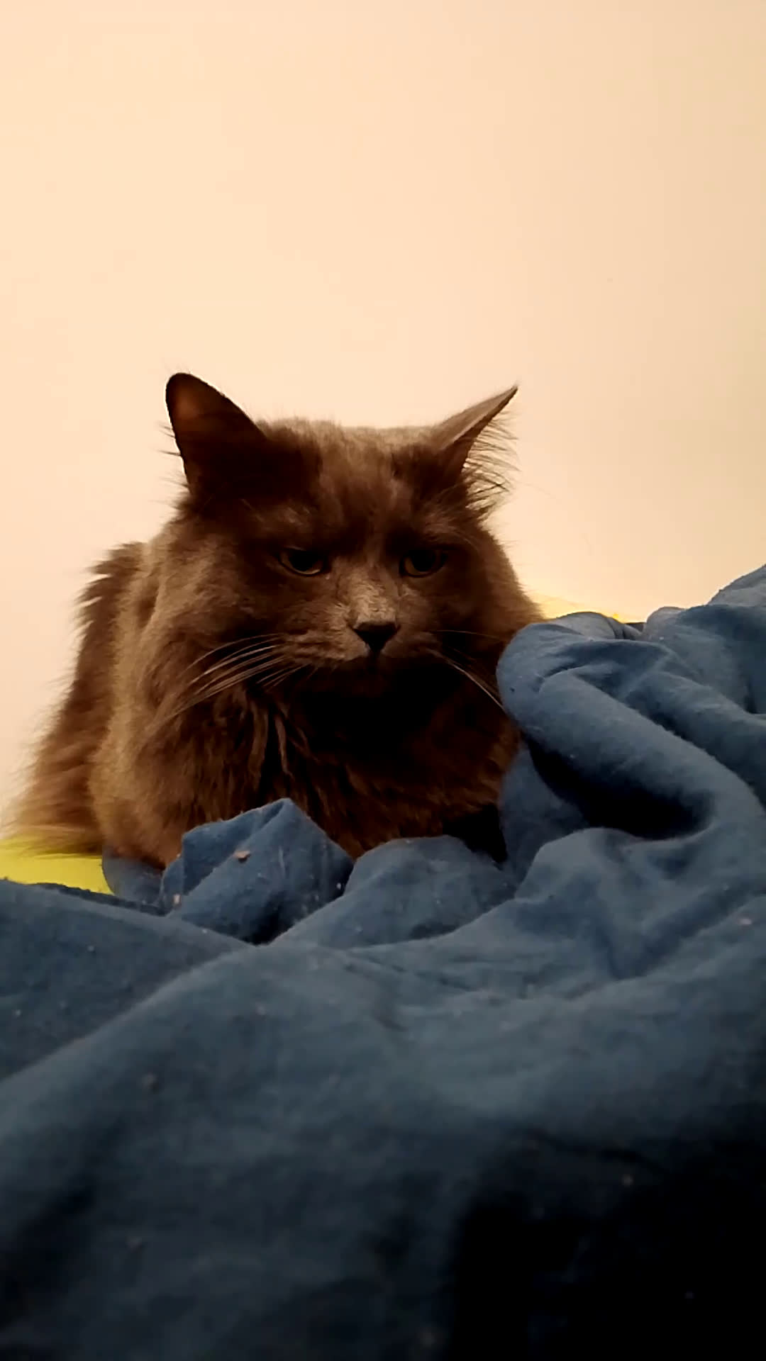 Siberiano gatti in vendita: Cuccioli gatto siberiano ipoallergenici  - Video 1