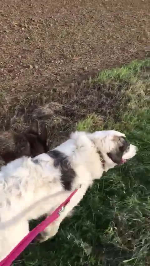 Meticcio cani in regalo: GGG meraviglioso e gentile tg grande a Città metropolitana di Milano - Video 1