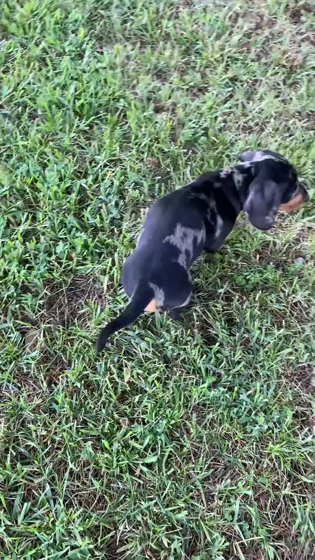 Bassotto cani in vendita: arlecchino silver - Video 1