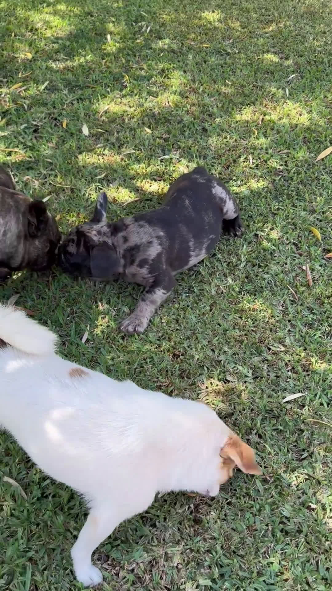 Bulldog Francese cani in vendita: Bulldog francese  a Città metropolitana di Milano - Video 4