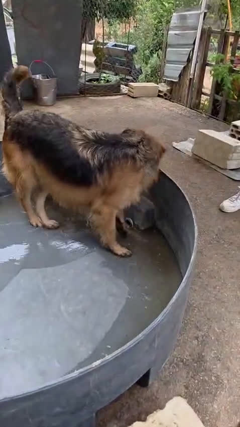 Meticcio cani in regalo: Panko, un coccolone tutto da adottare - Video 5