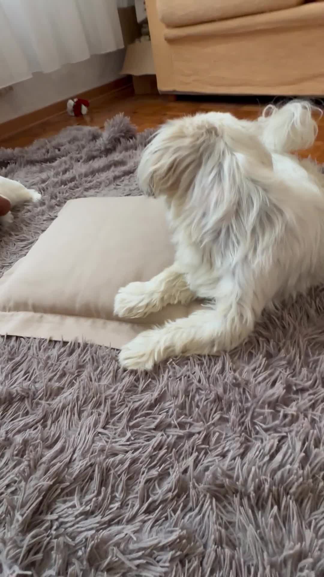 Shih Tzu cani in vendita: Schitzu il tuo batuffolo di gioia ti aspetta  - Video 1