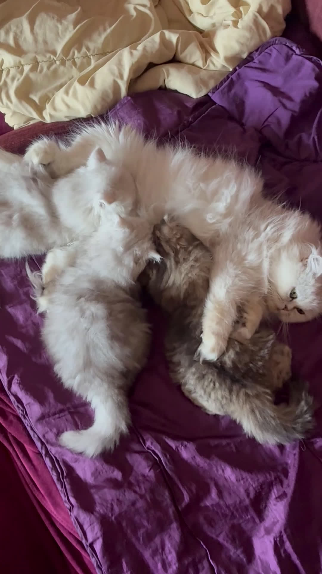 Persiano gatti in vendita: Persiano chincilla  - Video 1