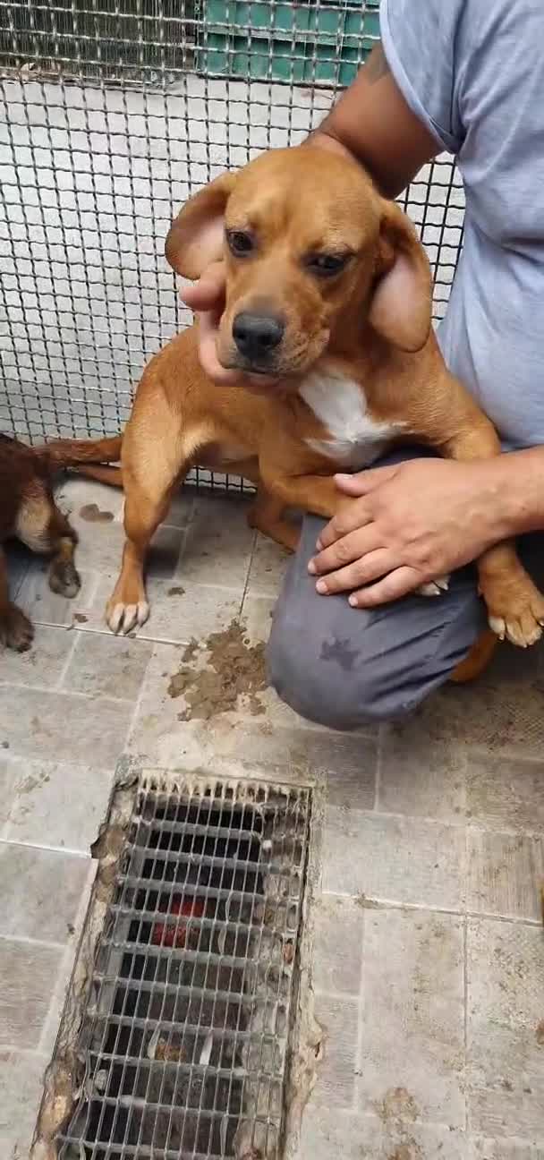 Meticcio cani in regalo: Lucia cotoletta, cucciola in canile - Video 1