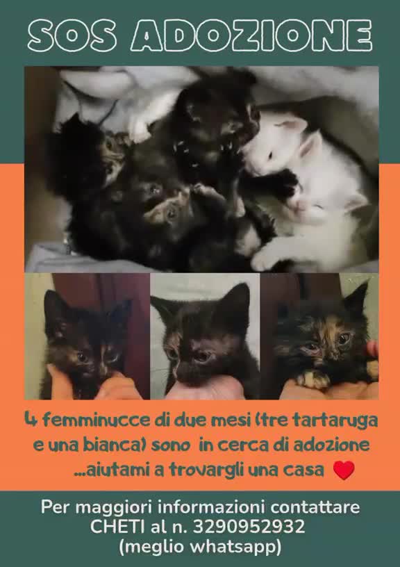 Altre razze gatti in regalo: SOS 🆘 ADOZIONI!!! a Città metropolitana di Milano - Video 1