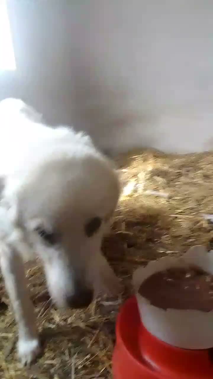 Pastore Abbruzzese Maremmano cani in vendita: Pastore maremmano abruzzese - Video 1