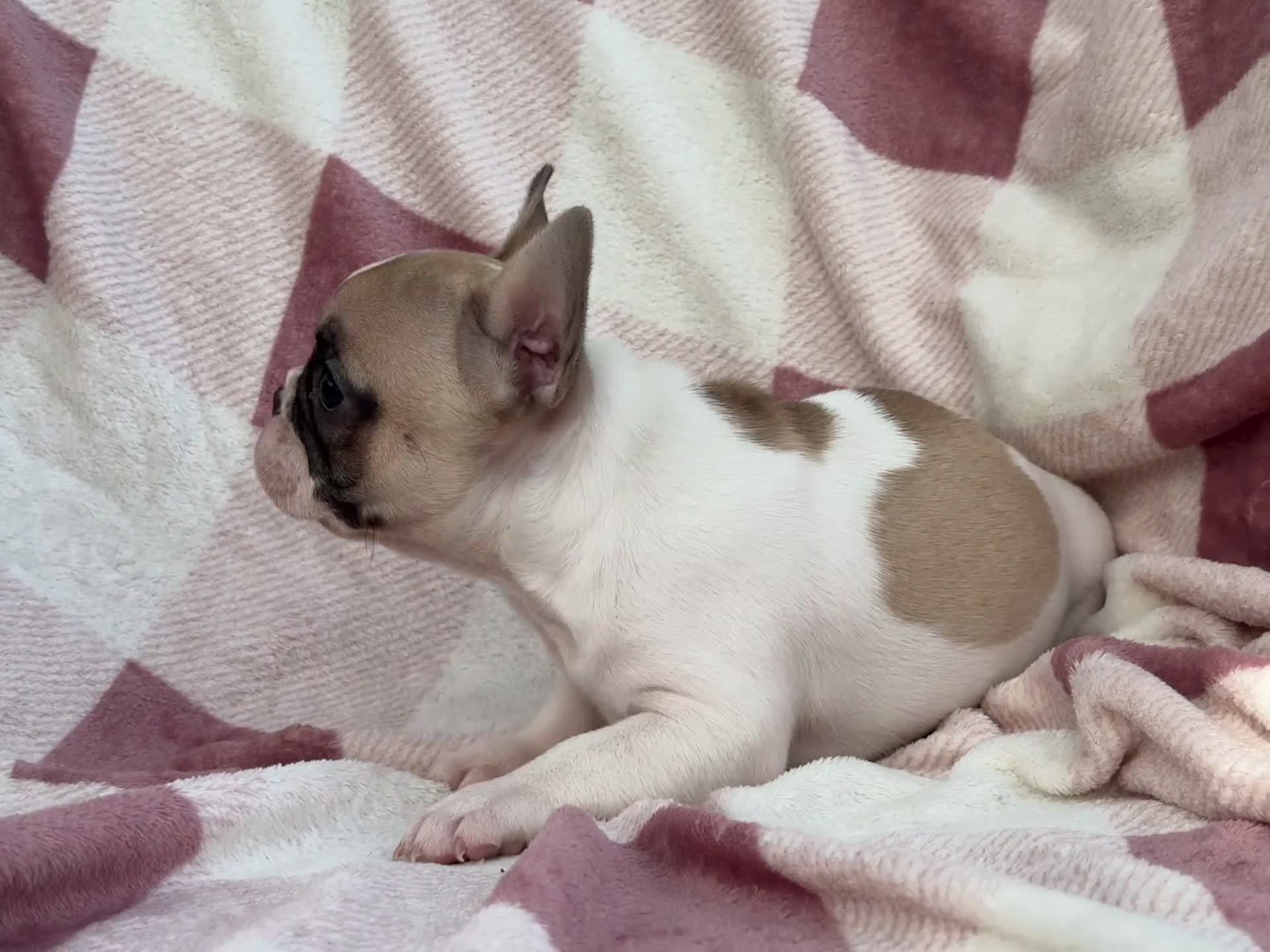 Bulldog Francese cani in vendita: Cucciola bulldog francese  - Video 1