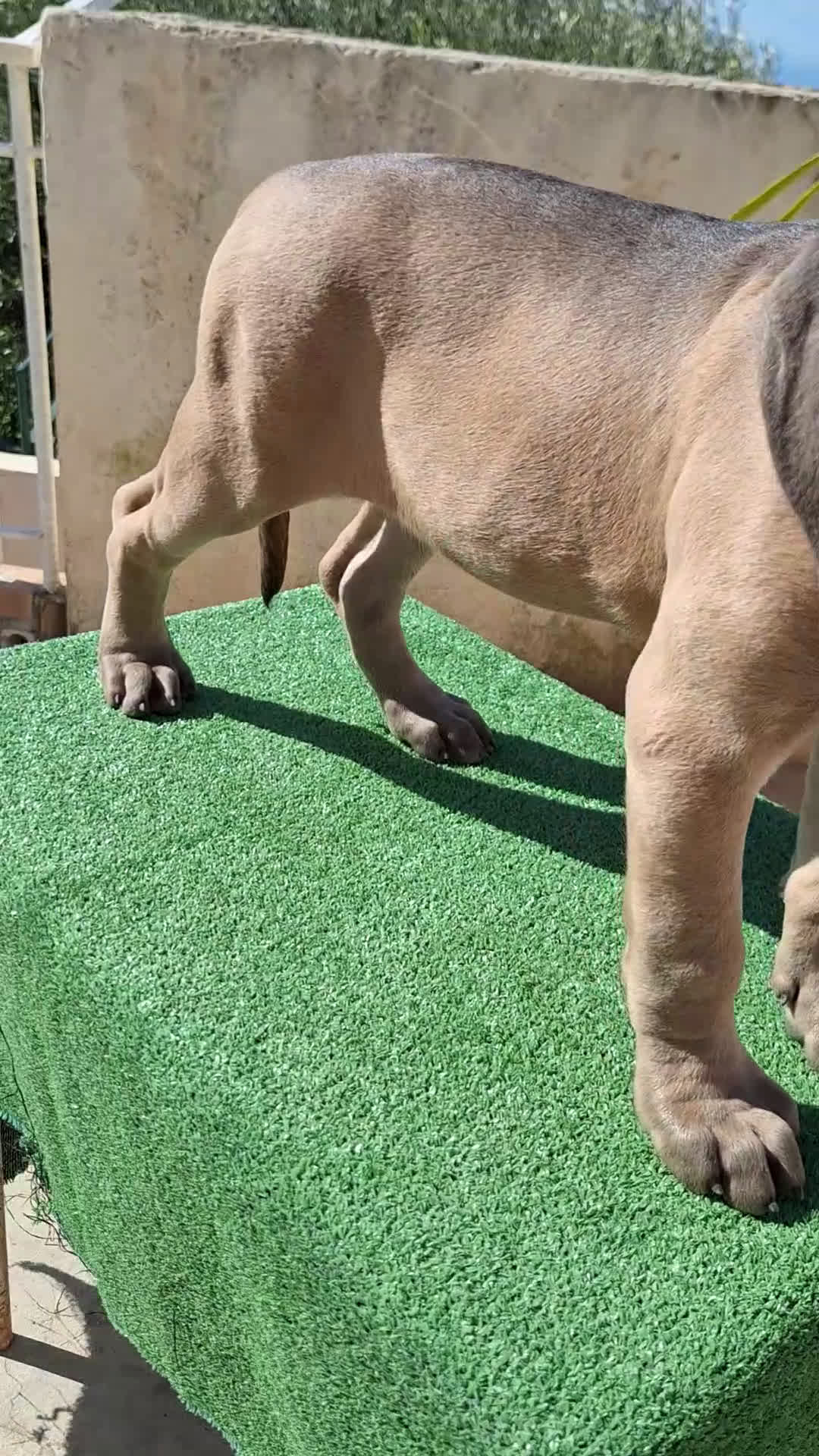 Cane Corso cani in vendita: Cucciole Cane Corso Pedigree - Video 2