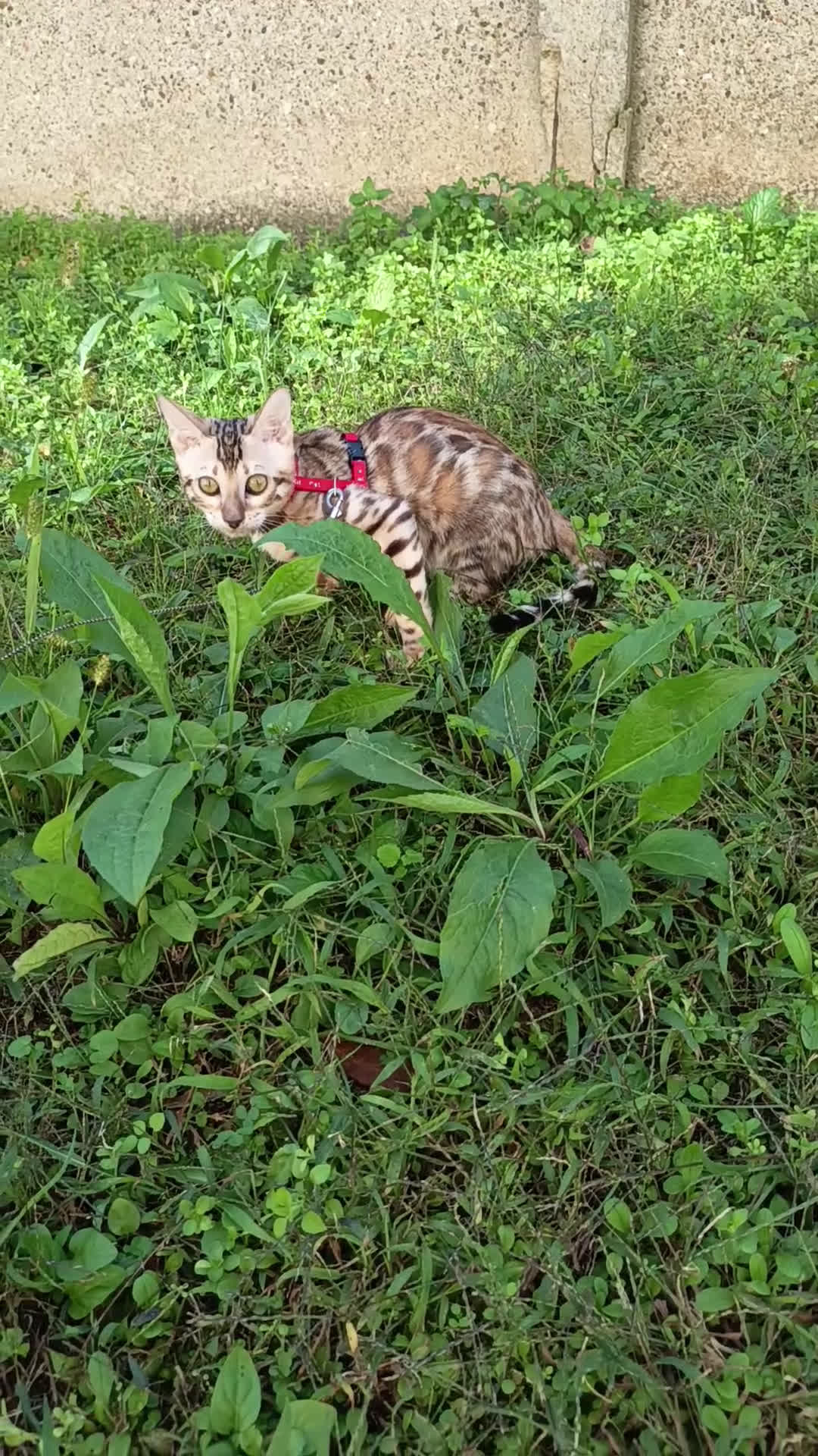 Bengala gatti in vendita: Feminuccia Bengala colorazione dorata 😻 - Video 1