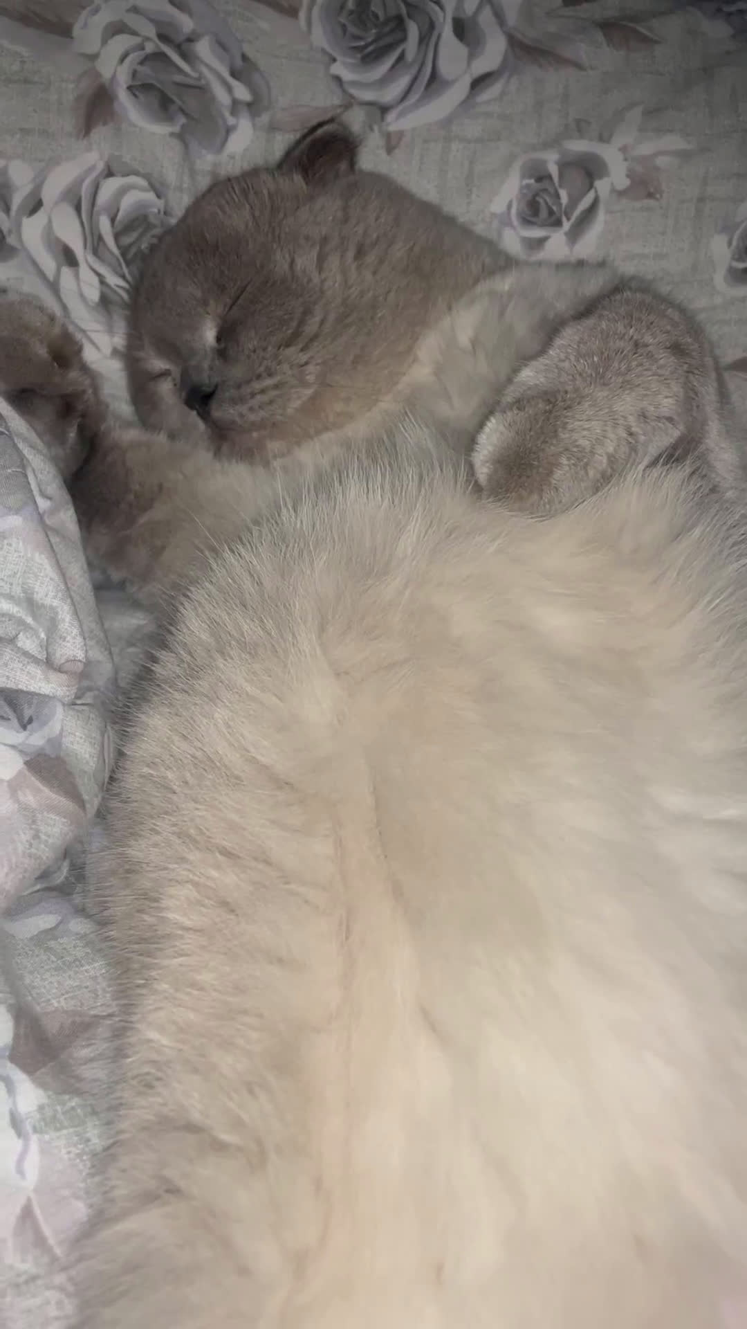 Scottish gatti per accoppiamento: Gatto Scottish fold  - Video 1