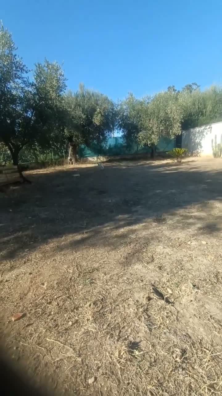 Lagotto cani in vendita: Cuccioli di Lagotto con Pedigree. Eros e Ares. - Video 1