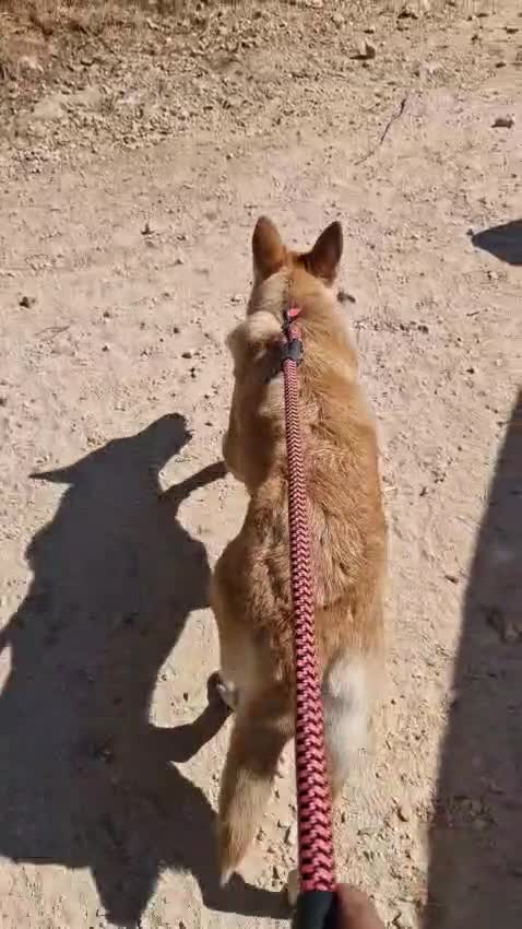 Meticcio cani in regalo: Sama, una meticcia simpatica ed equilibrata - Video 3