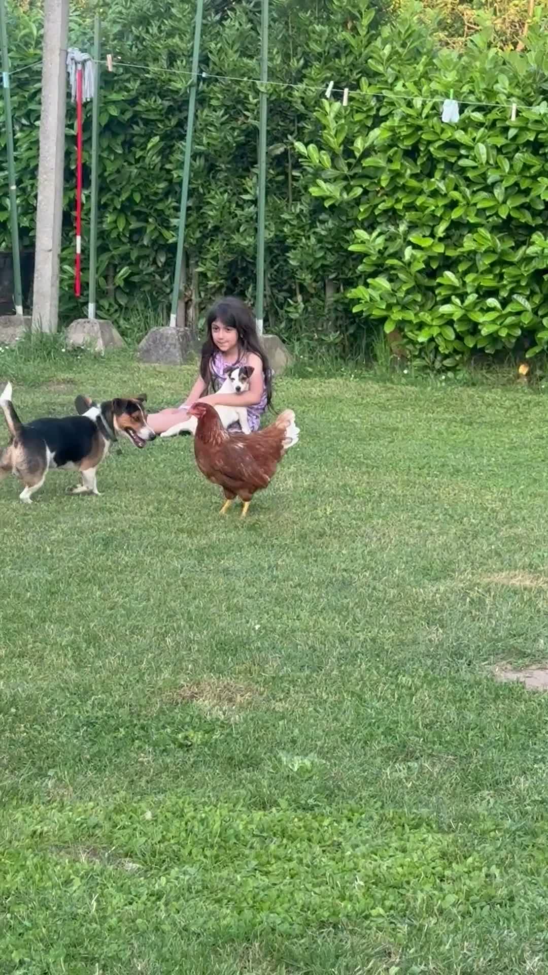 Jack Russell cani in vendita: Jack rusell - Video 1