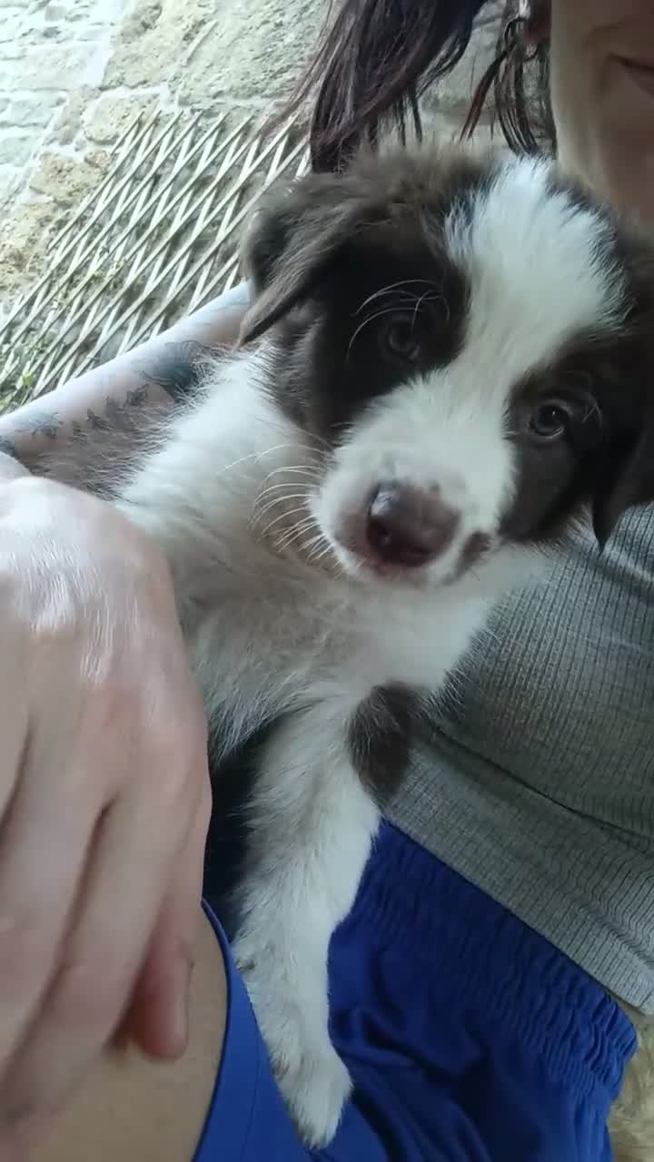 Border Collie cani in vendita: Cuccioli di Border Collie - Video 1