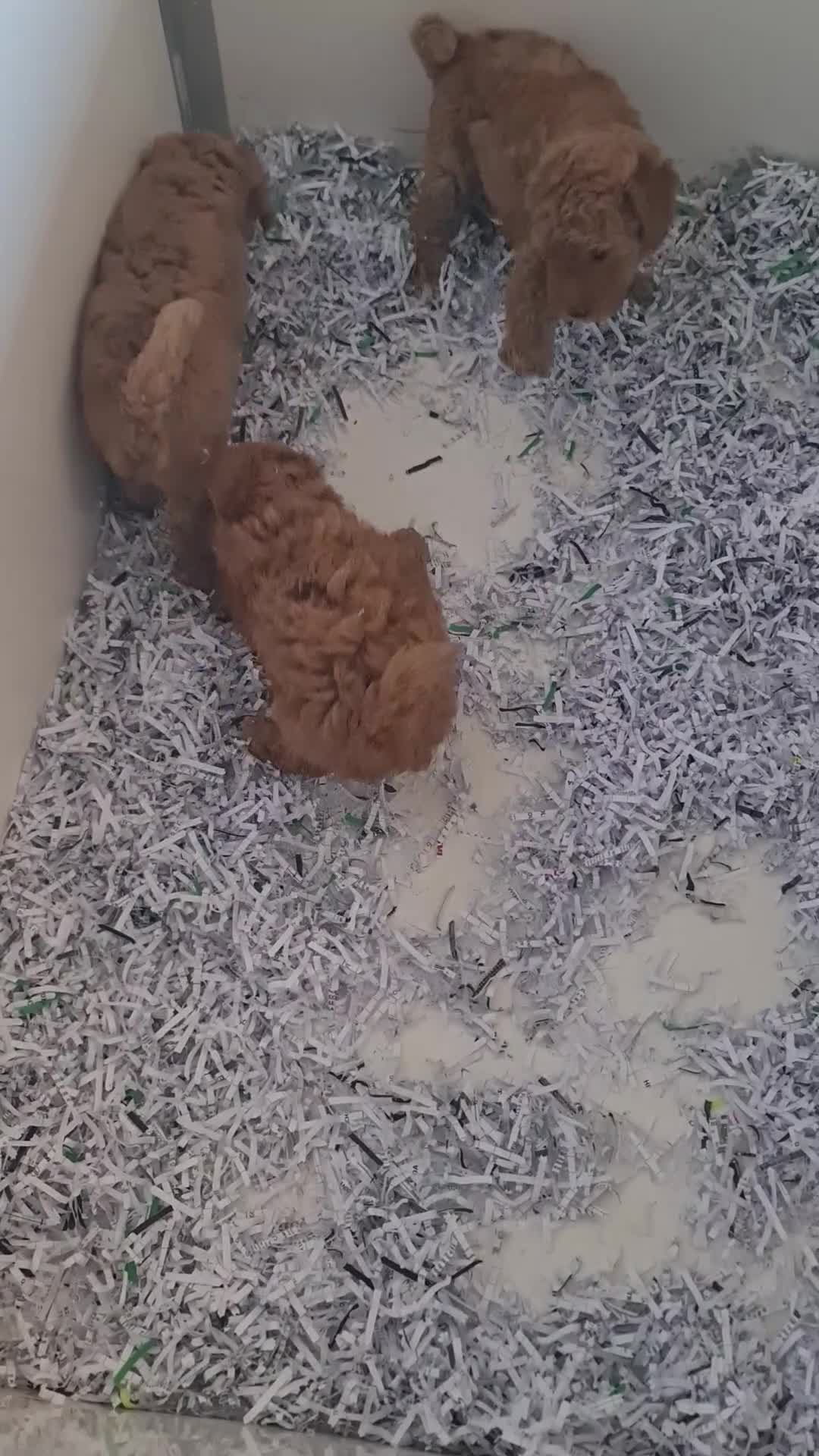 Barboncino Toy cani in vendita: Barboncino  - Video 5