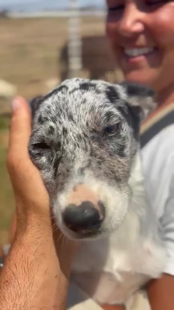 Border Collie cani in vendita: Border collie blue merle  a Provincia di Latina - Video 1