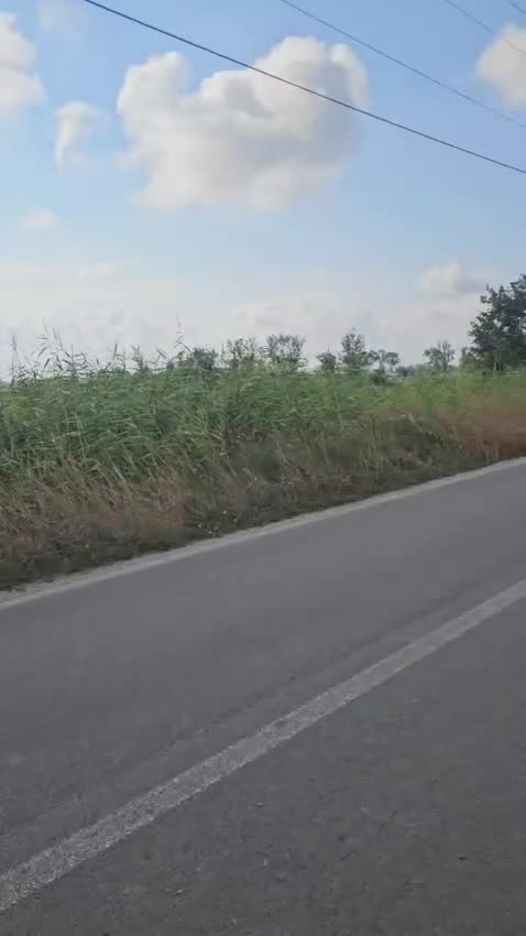Dogo Argentino cani in regalo: Giovanni: Dogo Argentino dolce equilbrato  - Video 4