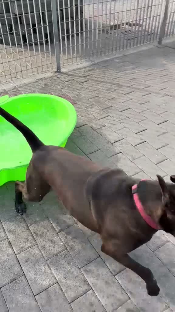 Meticcio cani in regalo: NIGEL CERCA CASA - Video 2