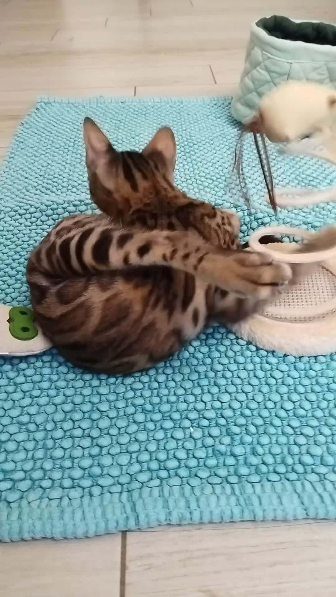 Bengala gatti in vendita: Dolcissimo gattino del bengala con pedigree AFSI  - Video 1