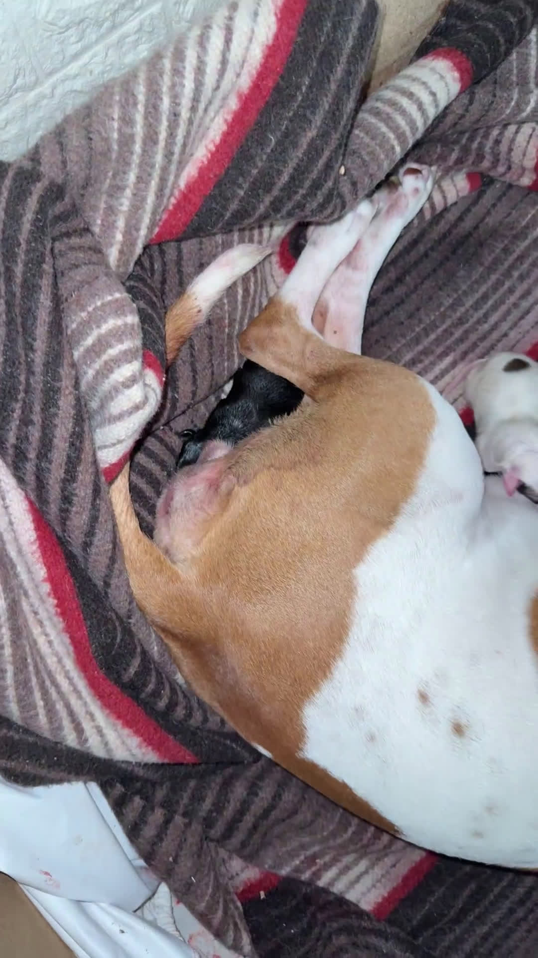 Altre razze cani in regalo: Regalo cuccioli  - Video 3