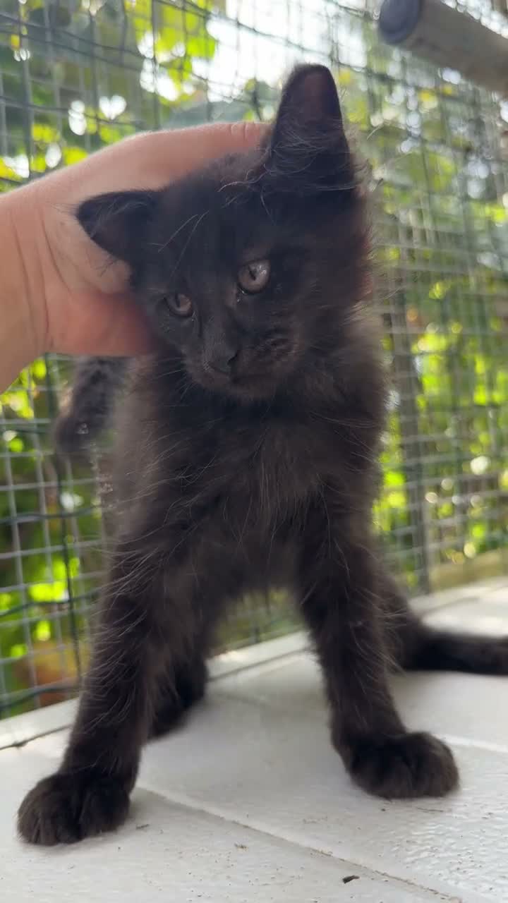 Maine Coon gatti in vendita: Cucciolo di maine coon manto nero (Daiquiri) - Video 1