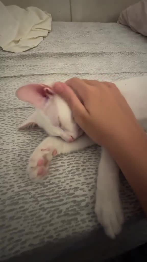 Europeo gatti in regalo:  TATINO BIANCO COME LA NEVE - Video 1