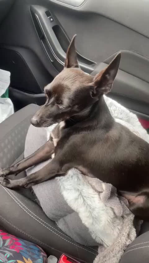 Pinscher Miniatura cani in regalo: Kikko pinscher affettuoso - Video 1