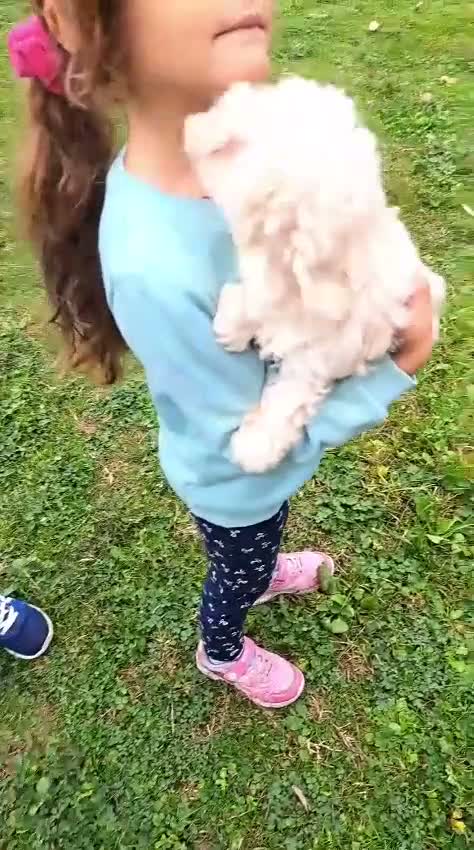 Maltipoo cani in vendita: ULTIMO CUCCIOLO MALTIPÒO BIANCO - Video 5