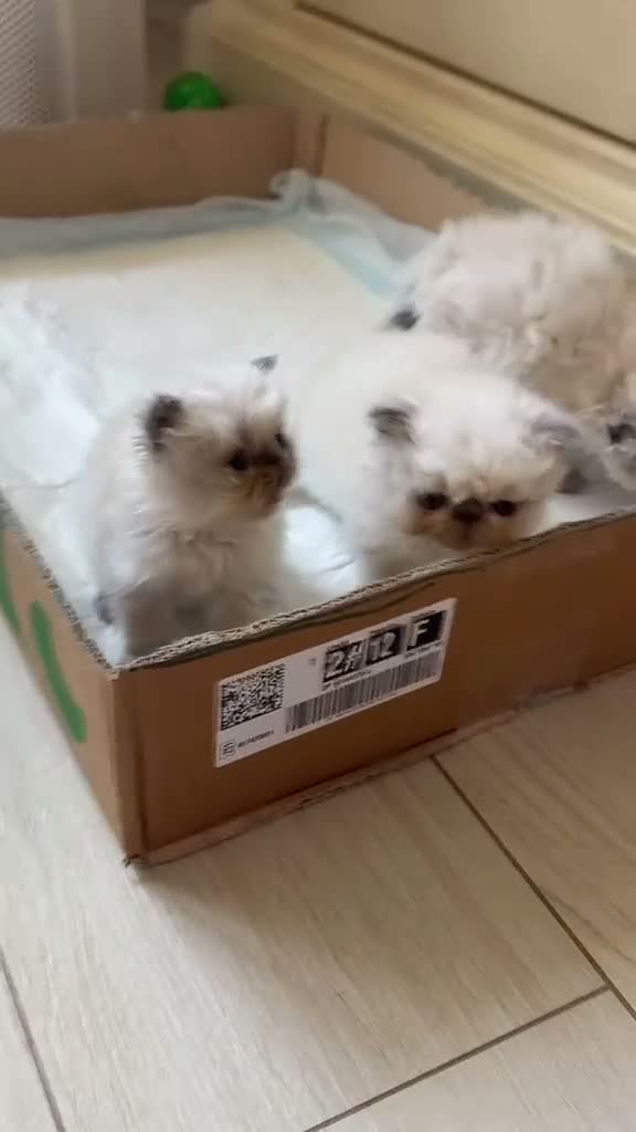 Persiano gatti in vendita: Gattini Persiani Blue Point  a Città Metropolitana di Bologna - Video 3