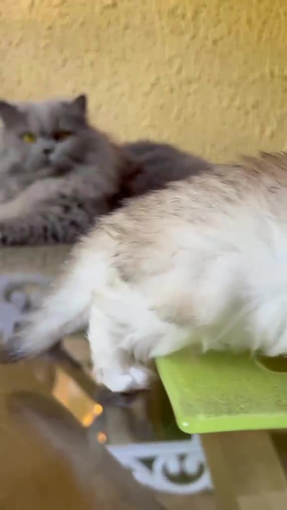 British gatti in vendita: Cuccioli British Longhair - Video 4
