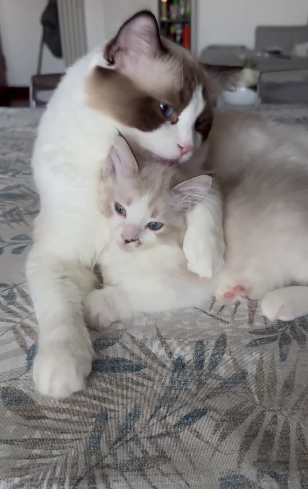 Ragdoll gatti in vendita: Cuccioli Ragdoll Udine - Video 1
