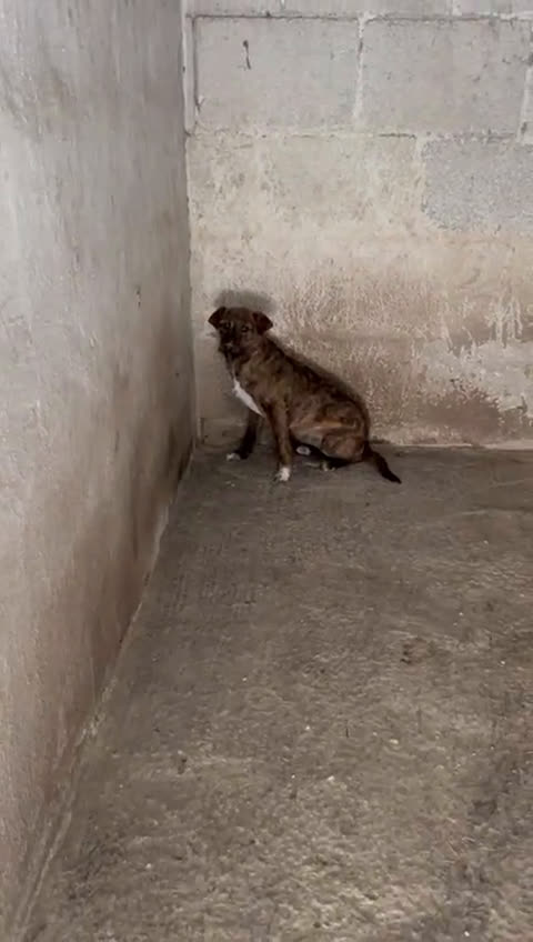 Airedale Terrier cani in regalo: PEGGY CUCCIOLONA SIMIL TERRIERINA 1 ANNO TG PICCOL a Roma - Video 1